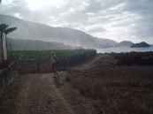 banana-plantation-garachico-tenerife-spain