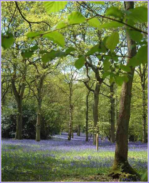 bluebells-newdigate-surrey-chris-denchfield.jpg