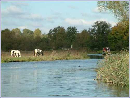 river-wey-near-stoke-lock-guildford.jpg