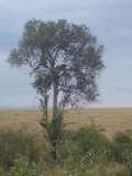 leopard-feeding-on-wildebeest-in-tree-masai-mara-kenya.jpg