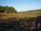burgundy-france-golden-autumn-vines-october-2007.jpg