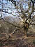ashtead-common-winter-ancient-trees-by-roadsofstone.jpg
