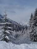 fresh-snow-pine-trees-and-chapeau-du-gendarme-les-carroz-france-by-roadsofstone