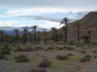 desert-palms-sierra-de-alhamilla-above-pechina-almeria-spain-by-roadsofstone