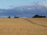 august evening harvest fields bassingthorpe lincolnshire england by roadsofstone