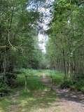 footpath in winterfold forest roman road cranleigh surrey england by roadsofstone